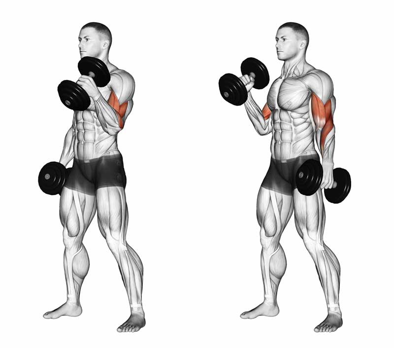 Trening bicepsa z hantlami