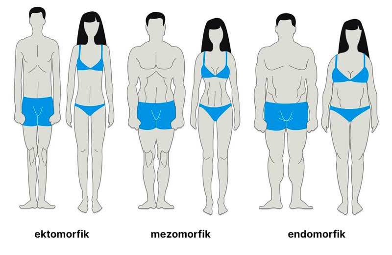 różnice w budowie ektomorfika, mezomorfika oraz endomorfika