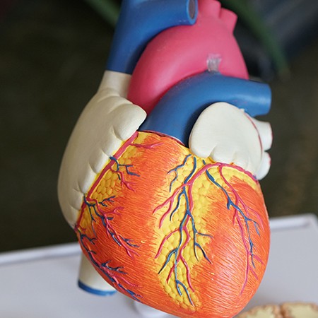model serca