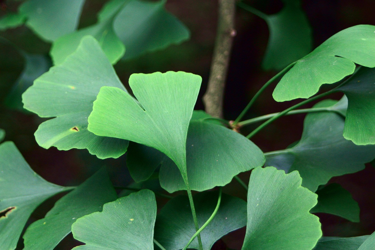 Miłorząb Japoński (Ginkgo Biloba) – Sekret Zdrowia i Długowieczności! Sprawdź, Dlaczego Warto Sięgnąć Po Suplementy Z Ginkgo Biloba