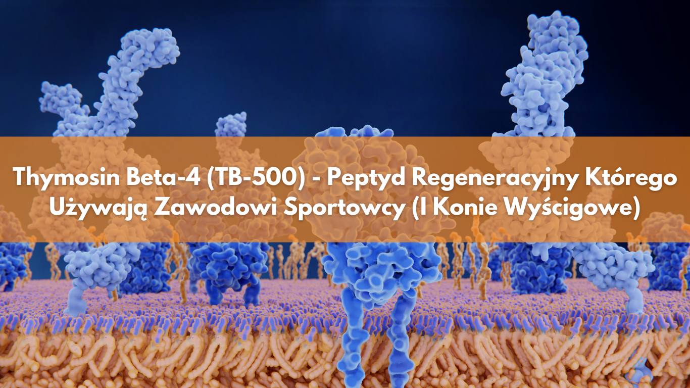 Thymosin Beta-4 (TB-500) – Peptyd Regeneracyjny Którego Używają Zawodowi Sportowcy (I Konie Wyścigowe)