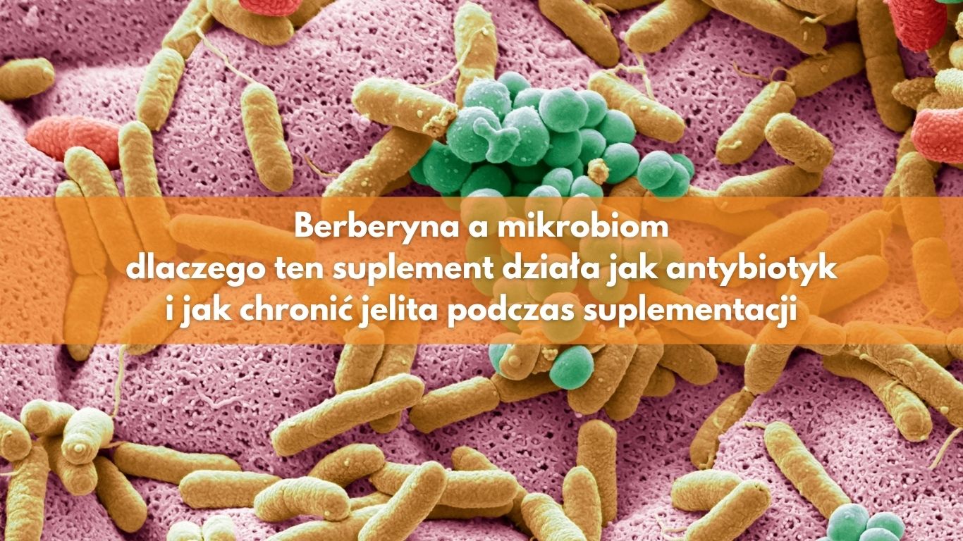 Berberyna a mikrobiom — dlaczego ten suplement działa jak antybiotyk i jak chronić jelita podczas suplementacji