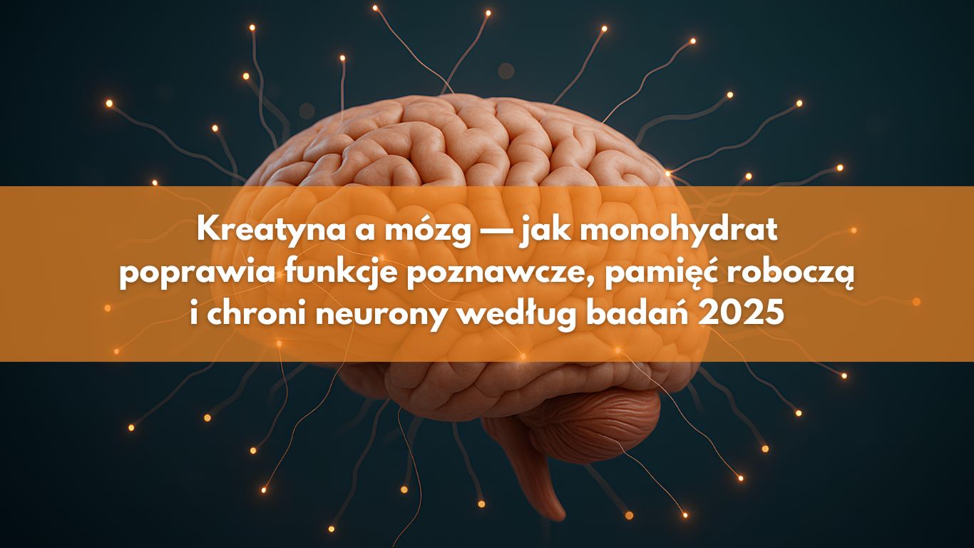 Kreatyna a mózg — jak monohydrat poprawia funkcje poznawcze, pamięć roboczą i chroni neurony według badań 2025